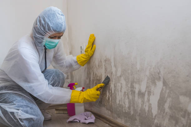 Best Commercial Mold Remediation in Bellevue, NE