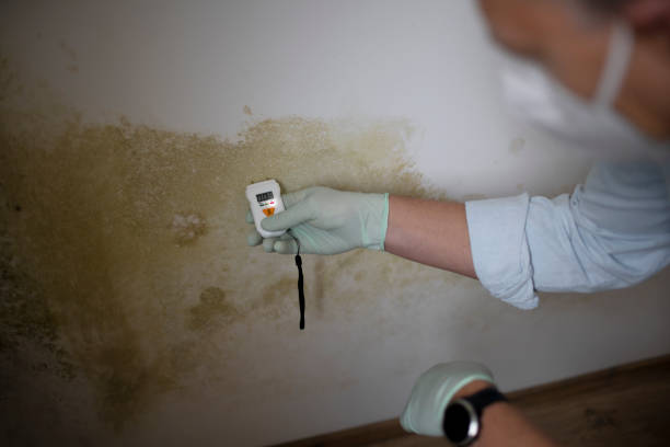 Reliable Bellevue, NE Mold Remediation Solutions
